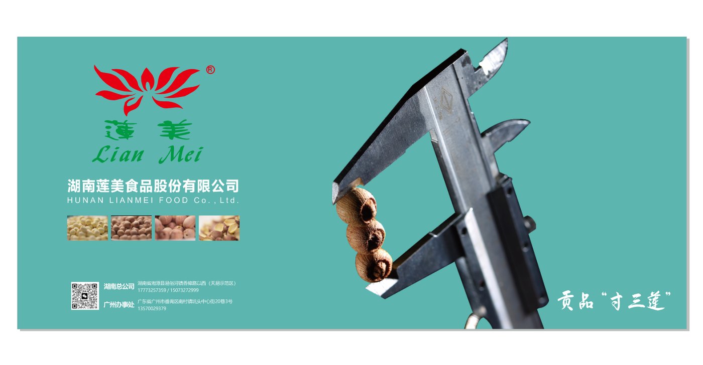 Caliper measuring a Cunsanlian lotus seed against the grade specification