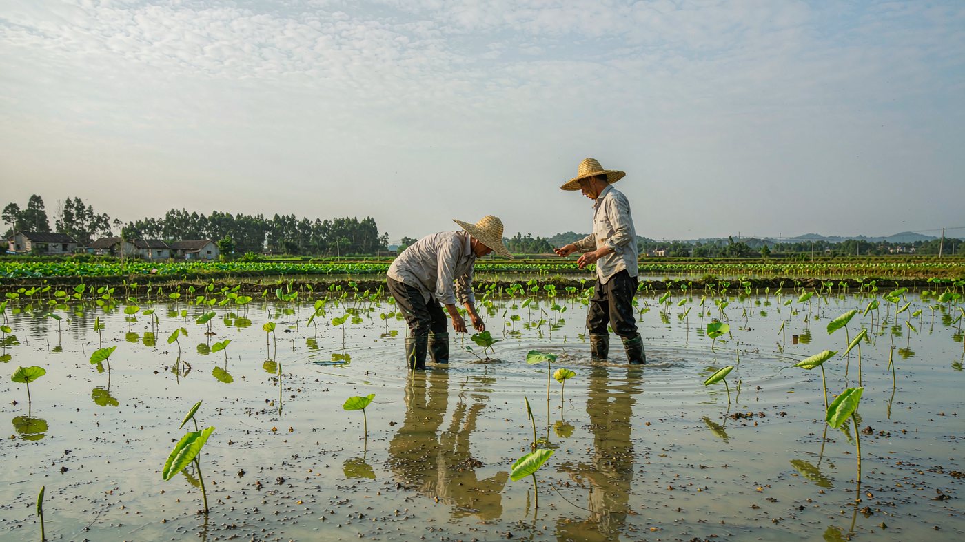 Farmers planting lotus rhizomes at fixed spacing in a flooded paddy field at the Xiangtan base