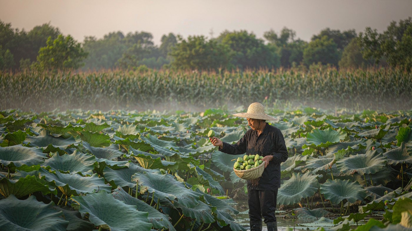 Farmer hand-picking green lotus seed pods at 8-9 maturity in a Hunan lotus field